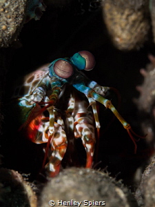 'The Watcher'
Peacock Mantis Shrimp keeps a careful eye ... by Henley Spiers 